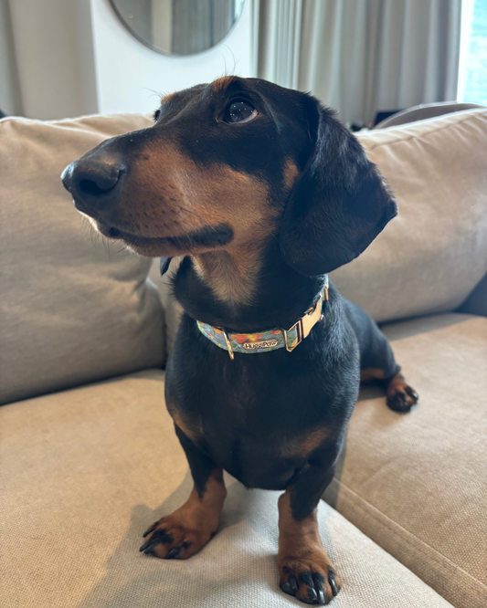 Citrus Breeze Dog Collar