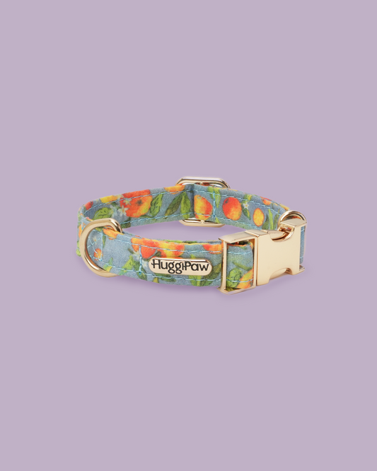 Citrus Breeze Dog Collar