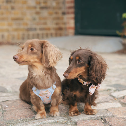 Dreamland Deer Dog Collar