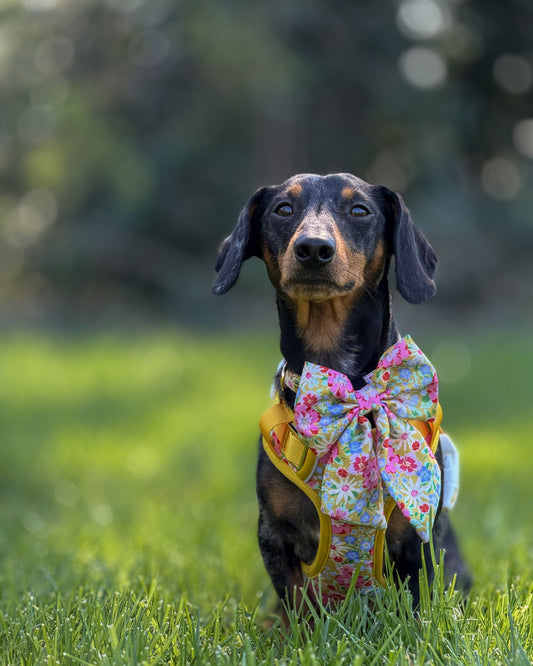 Sunny Bloom Dog Harness