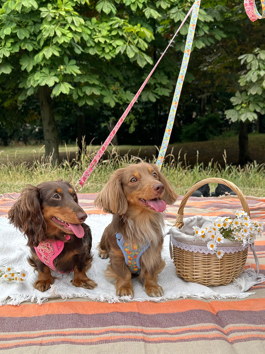 Rosy Bloom Harness Set