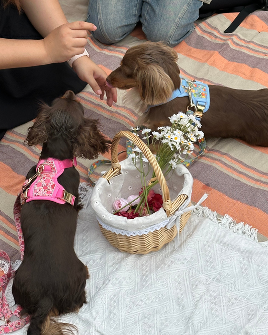 Citrus Breeze Harness Set