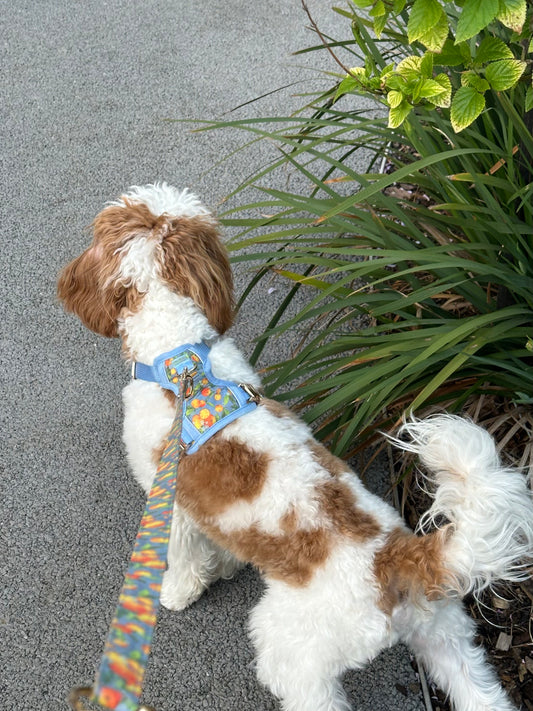 Citrus Breeze Dog Lead