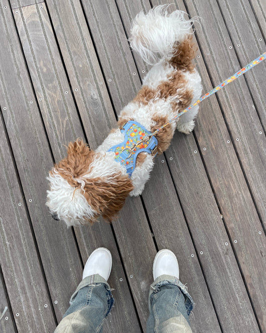 Citrus Breeze Dog Harness