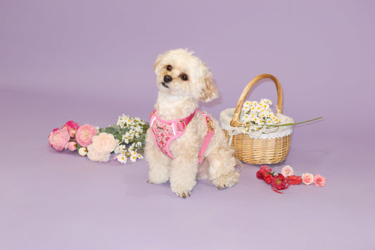 🐾 Welcome to Huggipaw - Where Style Meets Comfort for Your Pup