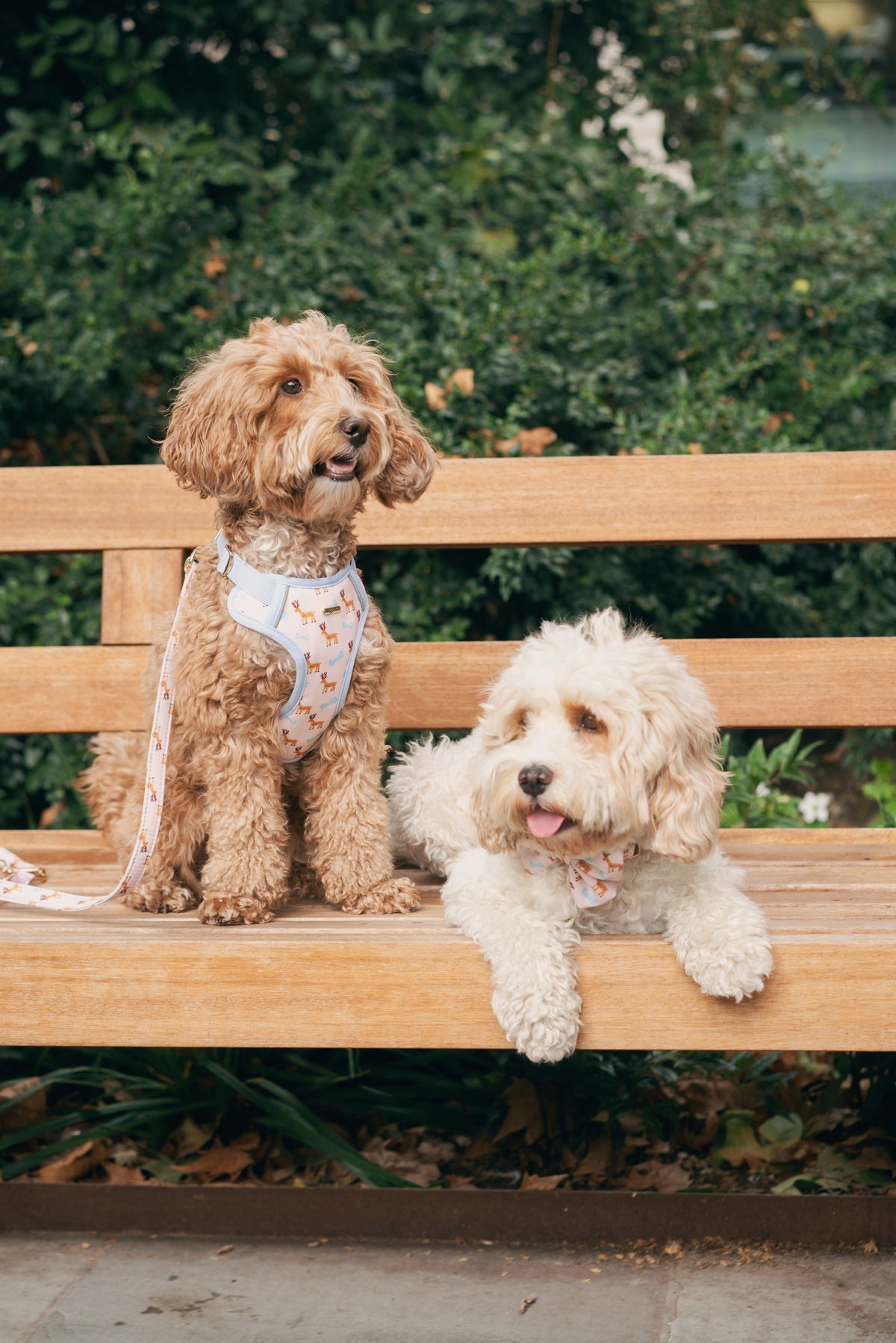 Harnesses