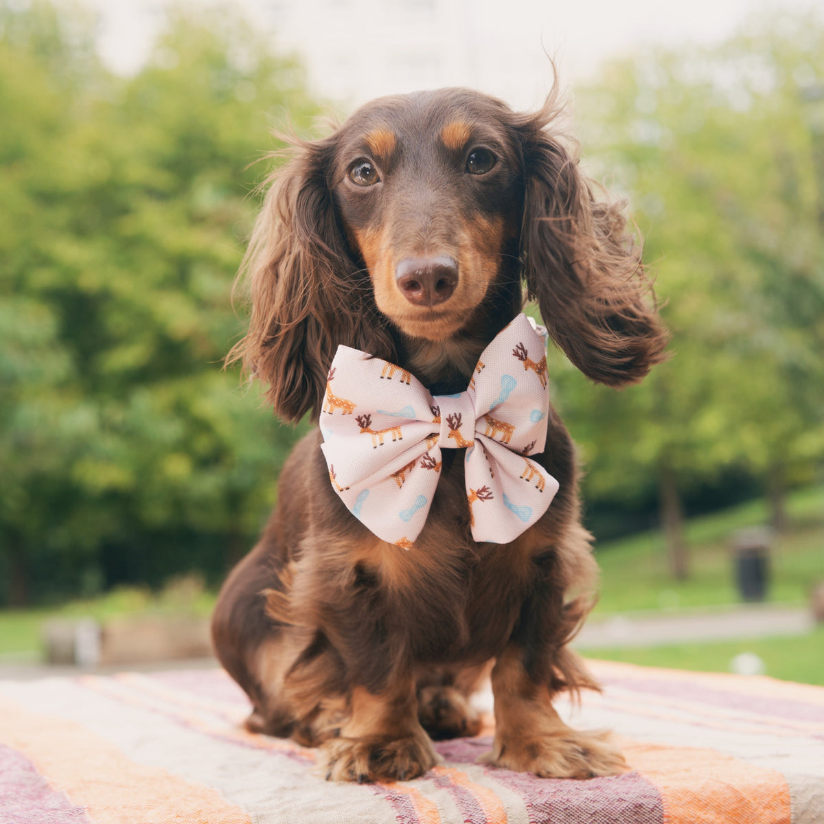 Dog wearing a bow tie standing on a striped blanket with a blurred green outdoor background