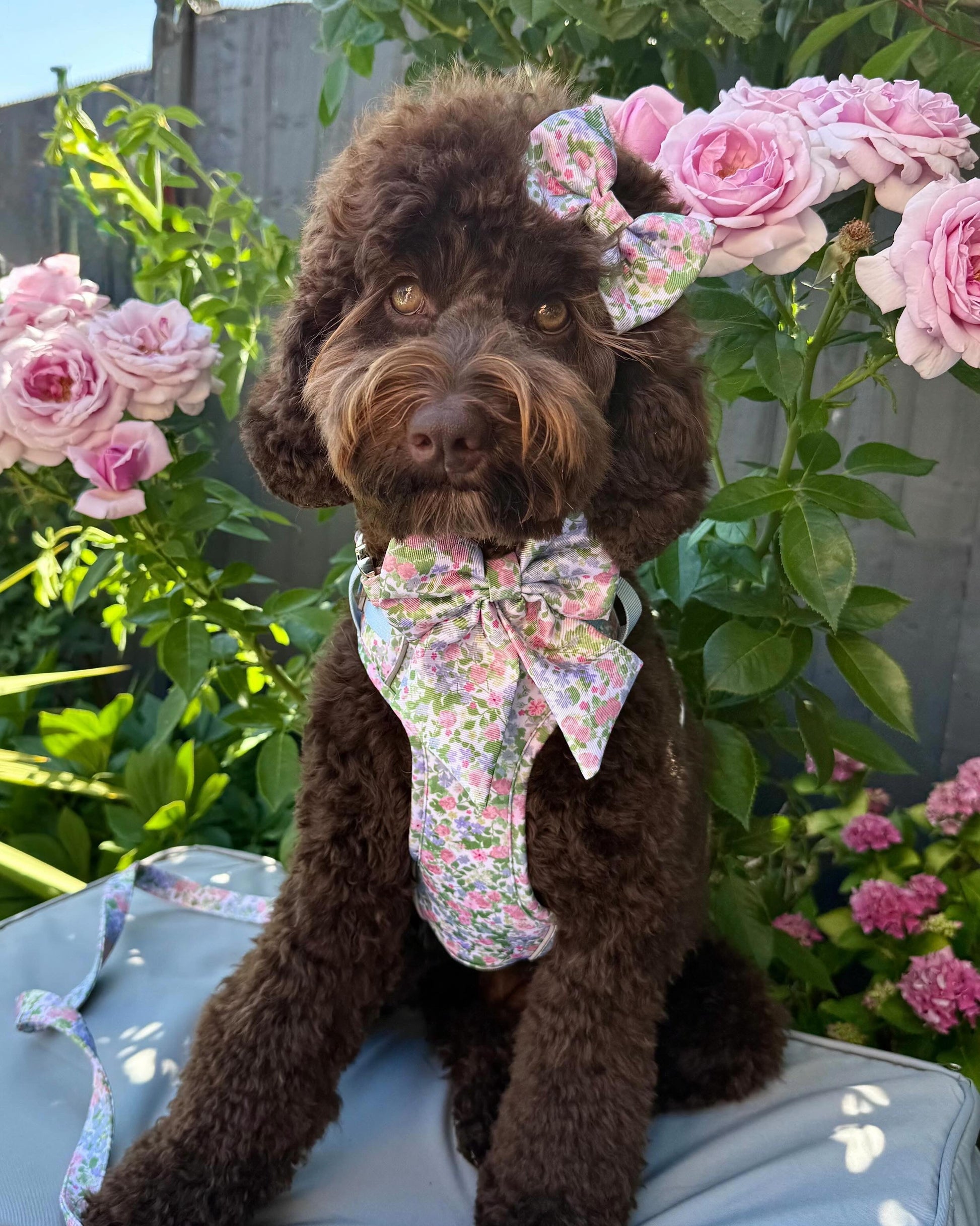 Petal Breeze Dog Harness