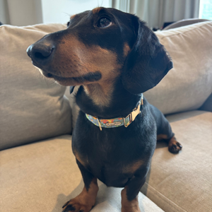 Citrus Breeze Dog Collar