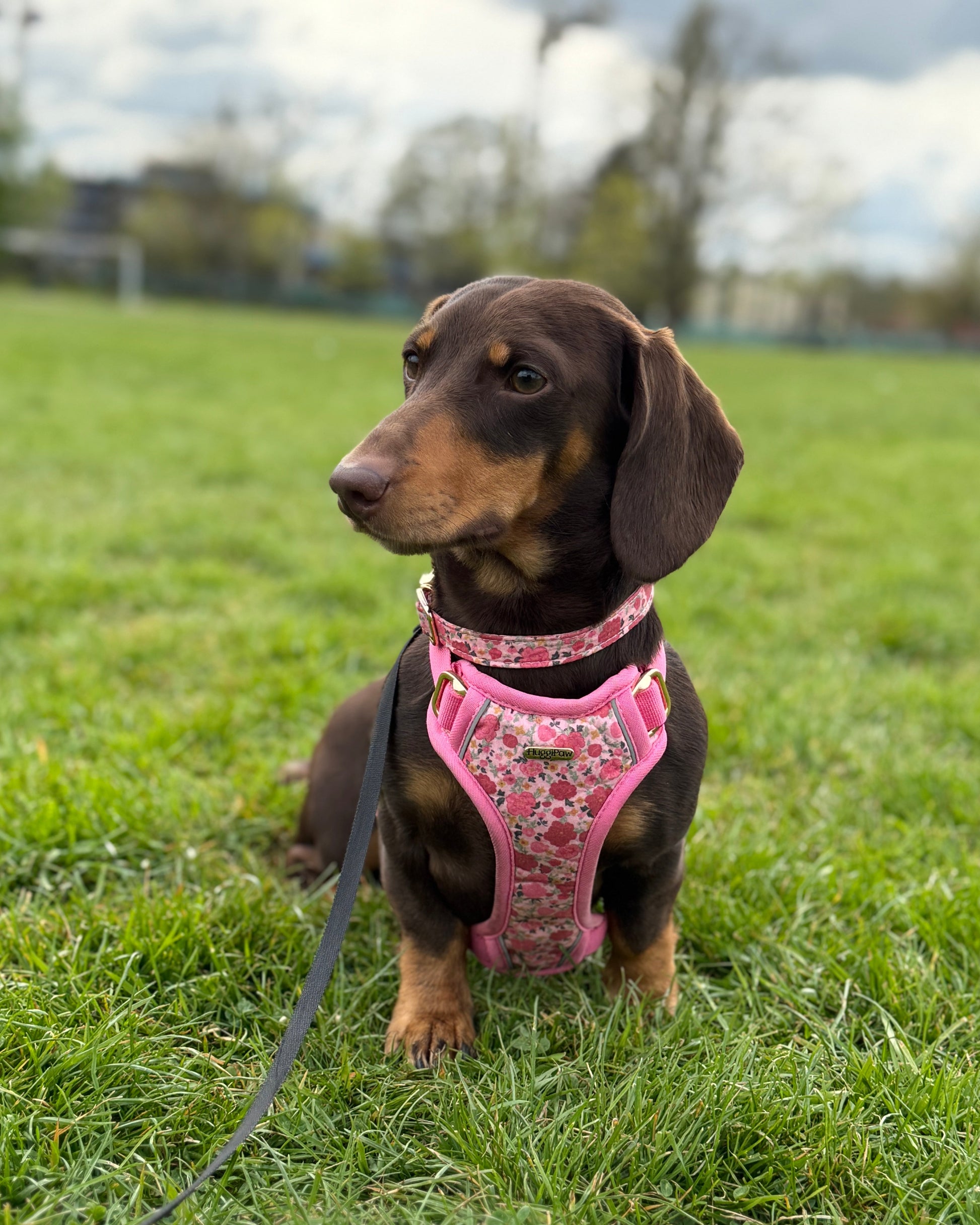 Rosy Bloom Dog Harness