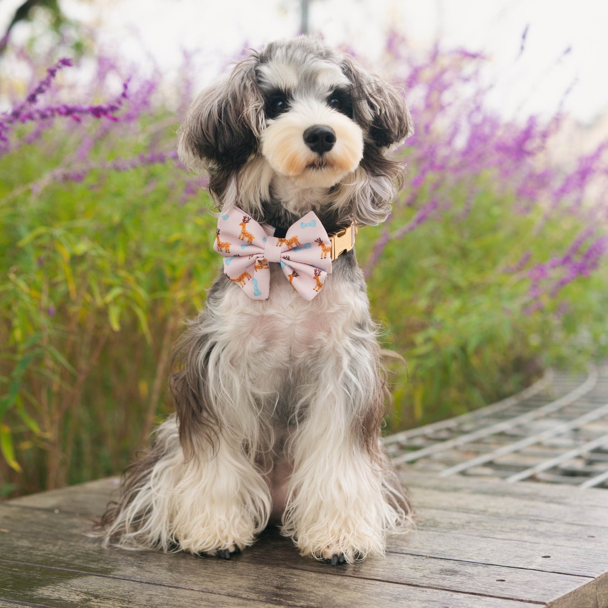 Dog wearing a bow tie sitting on a wooden deck with purple flowers in the background