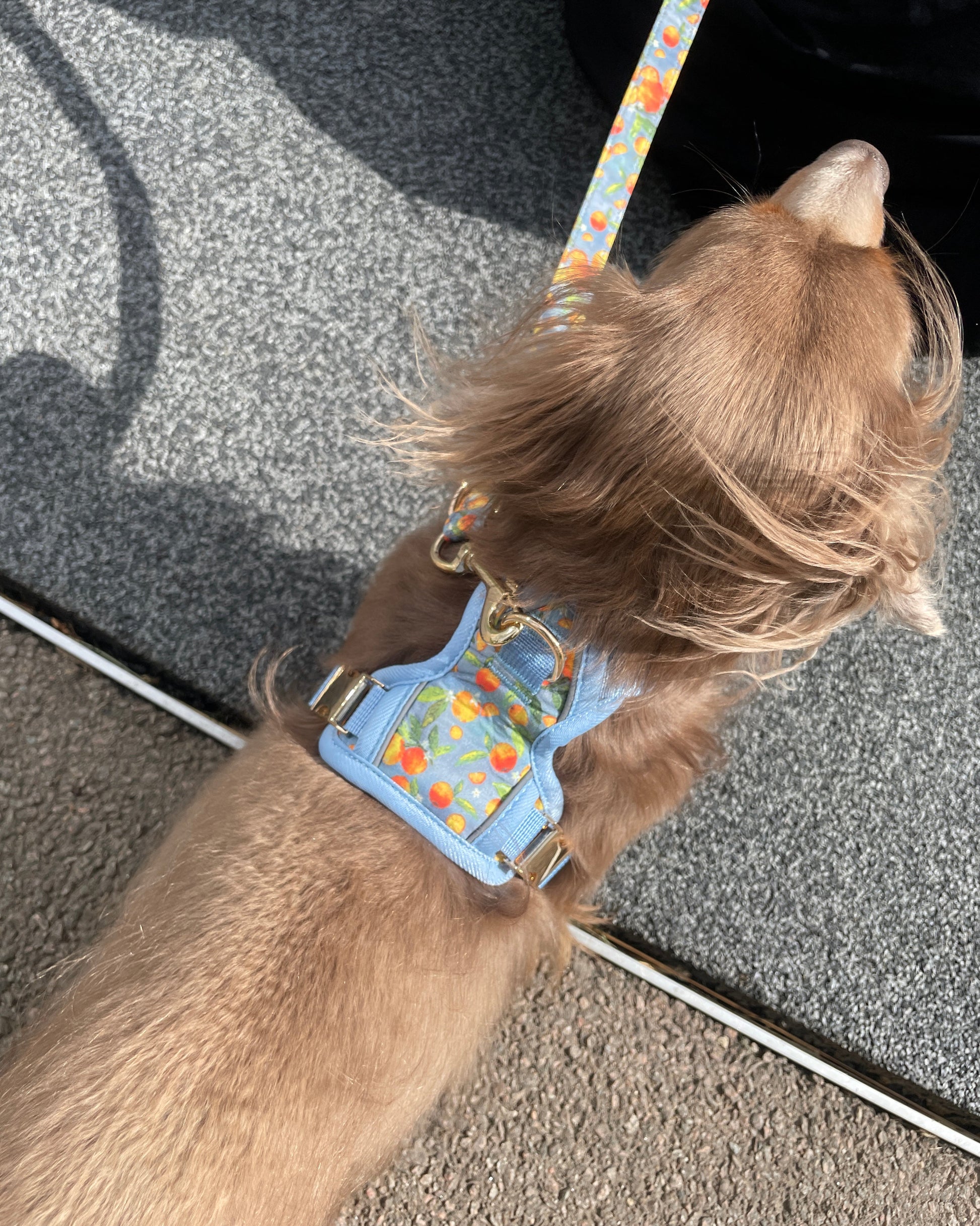 Citrus Breeze Dog Harness
