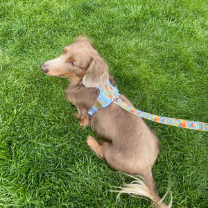 Citrus Breeze Dog Harness
