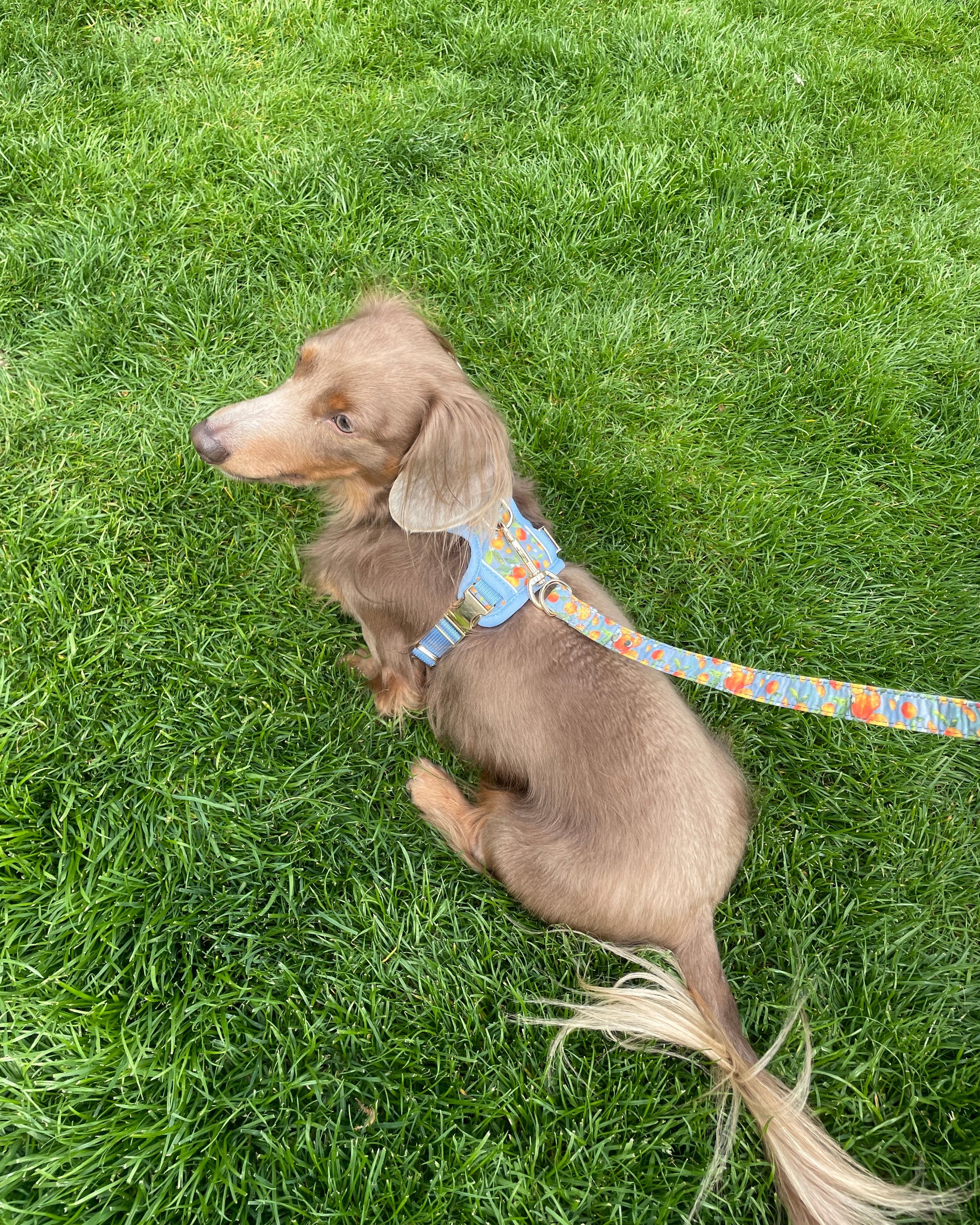 Citrus Breeze Dog Harness