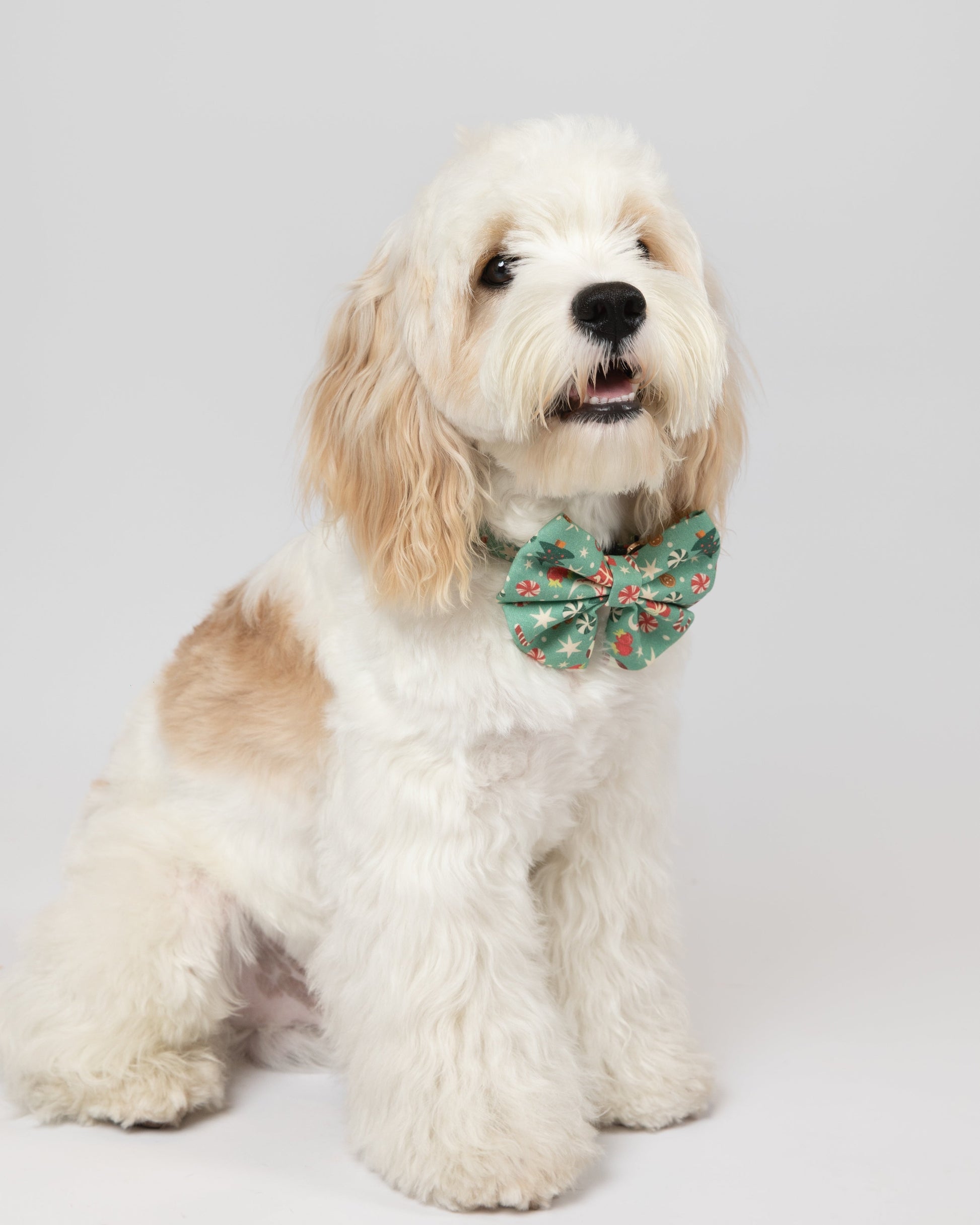 White dog with a green bow tie sitting on a light gray background