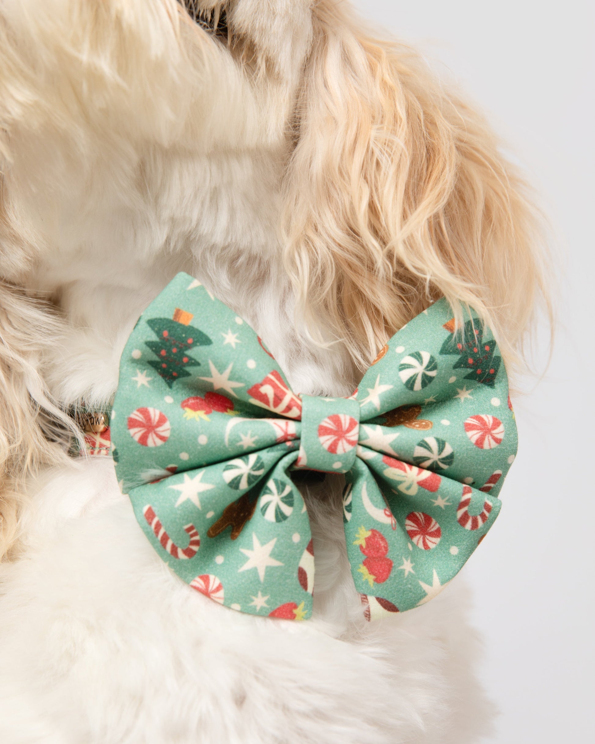 Dog wearing a festive bow tie with a white background