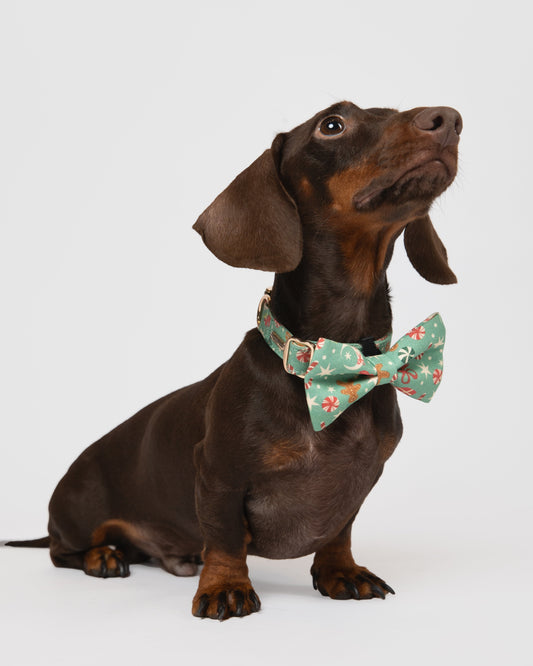 Dachshund wearing a floral bow tie on a white background