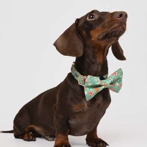 Dachshund wearing a floral bow tie on a white background