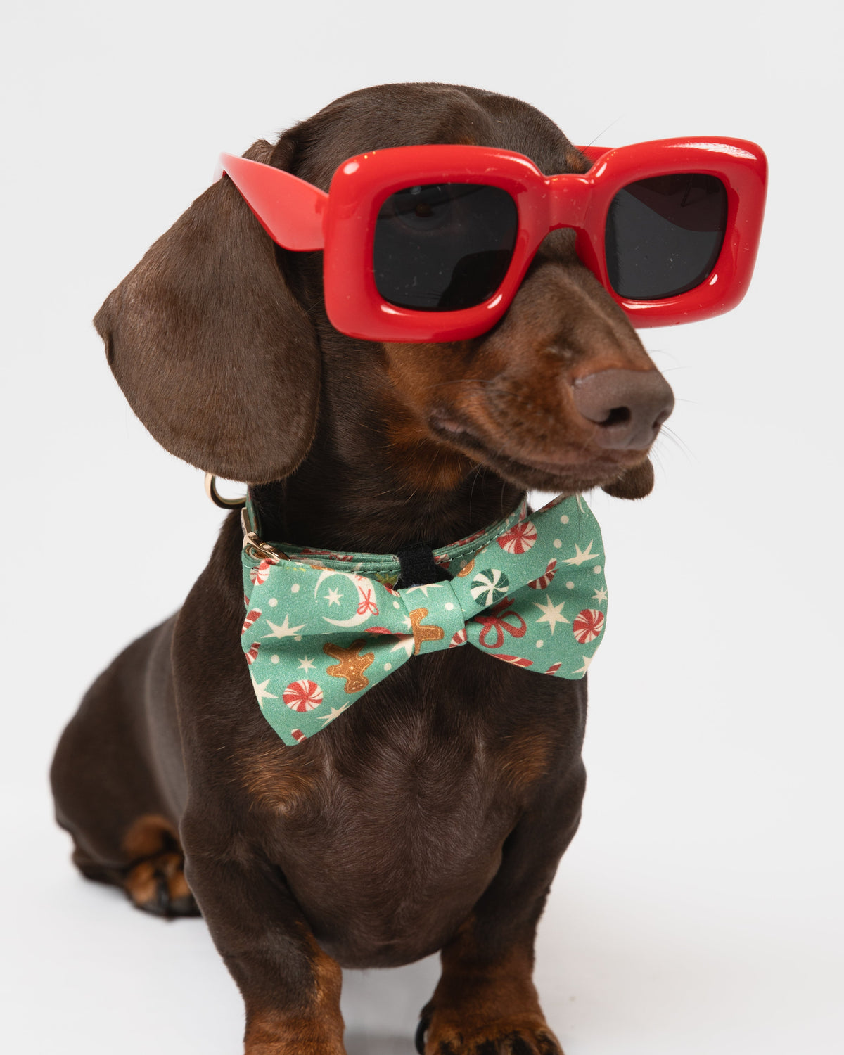 Dog wearing red sunglasses and a floral bow tie on a white background