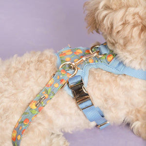 Citrus Breeze Dog Lead