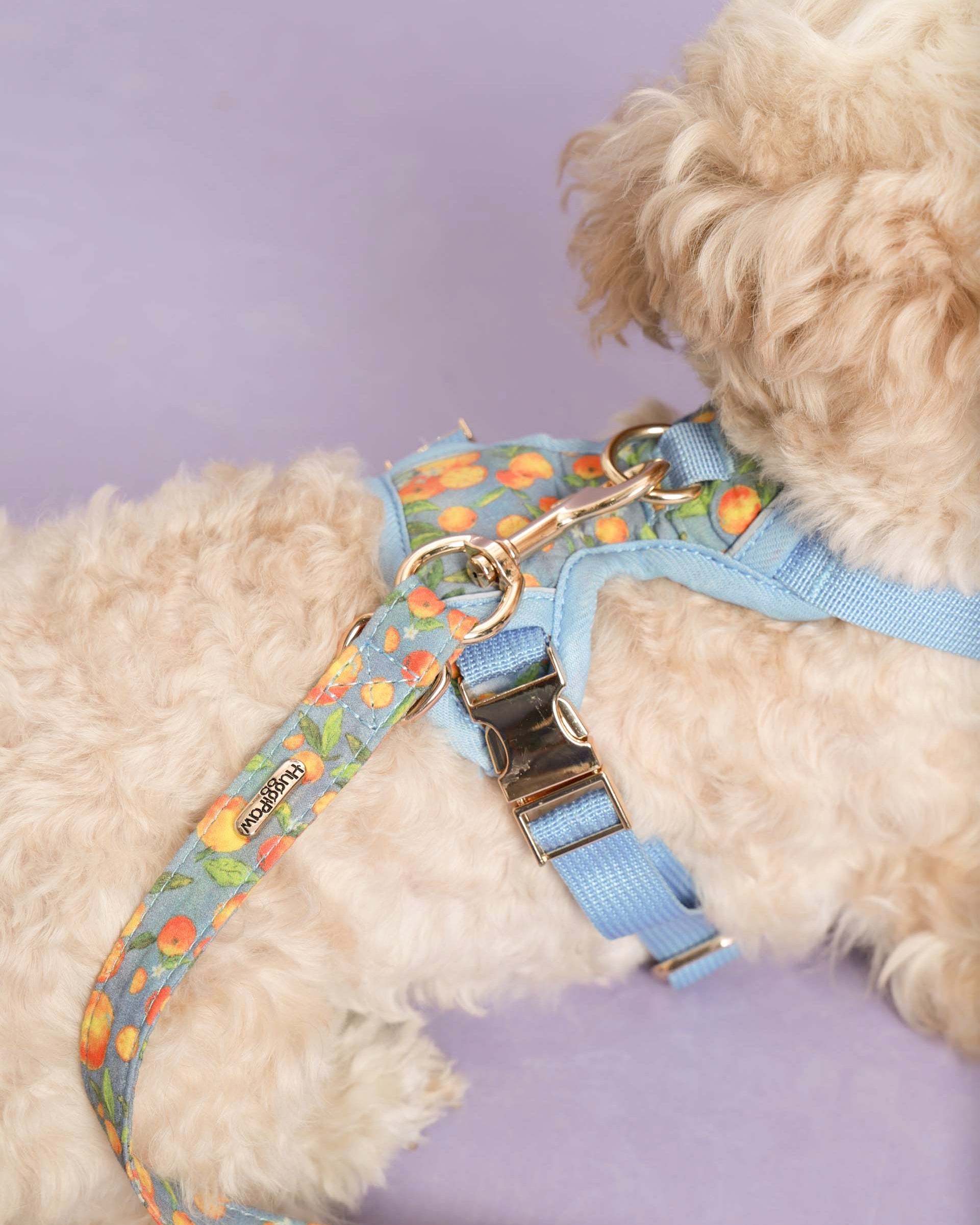 Citrus Breeze Dog Lead