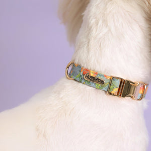 Citrus Breeze Dog Collar