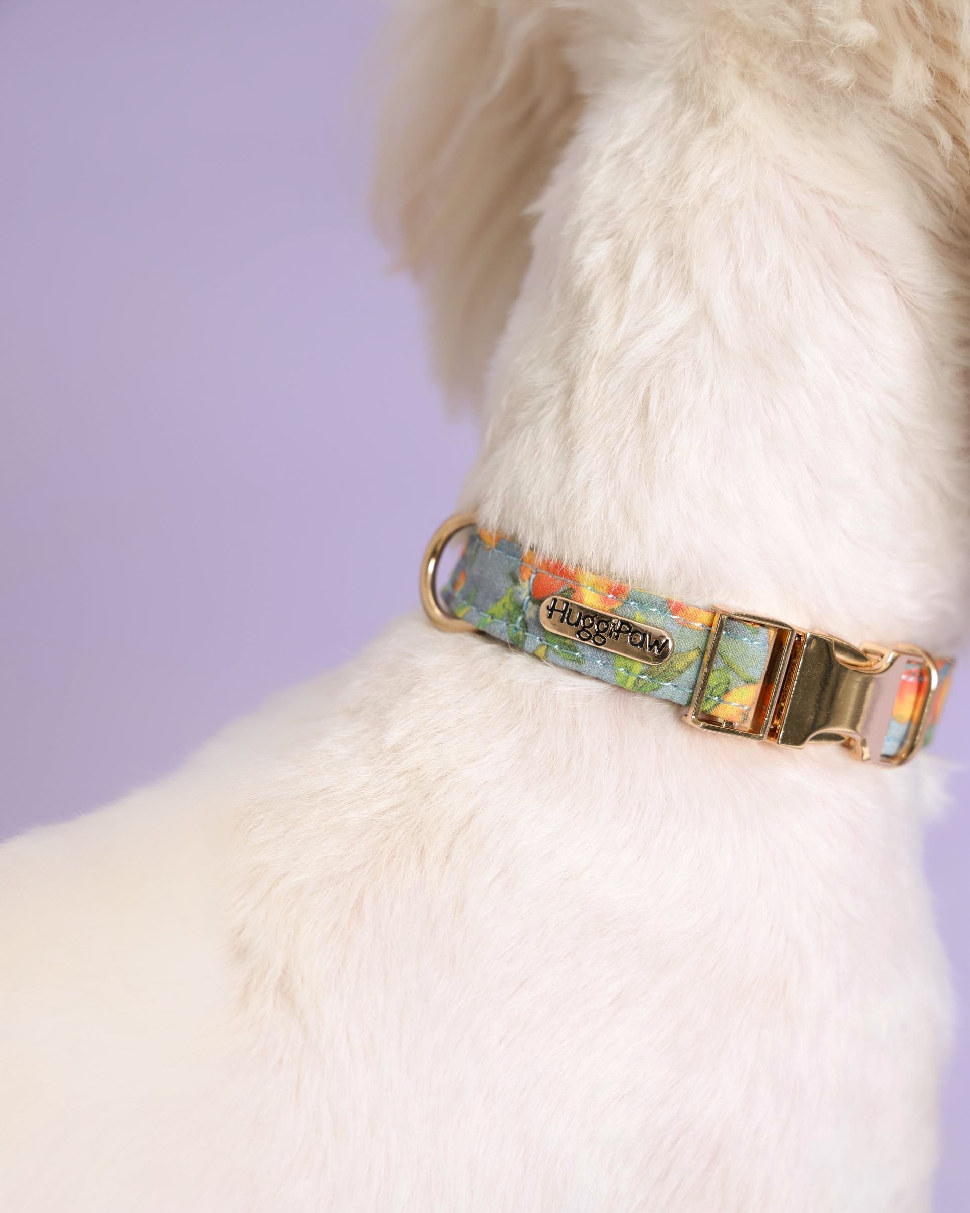 Citrus Breeze Dog Collar