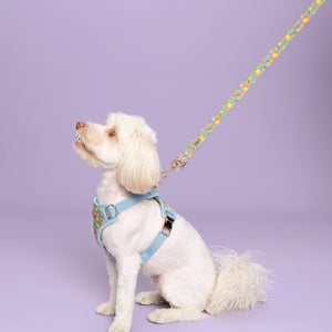Citrus Breeze Dog Lead