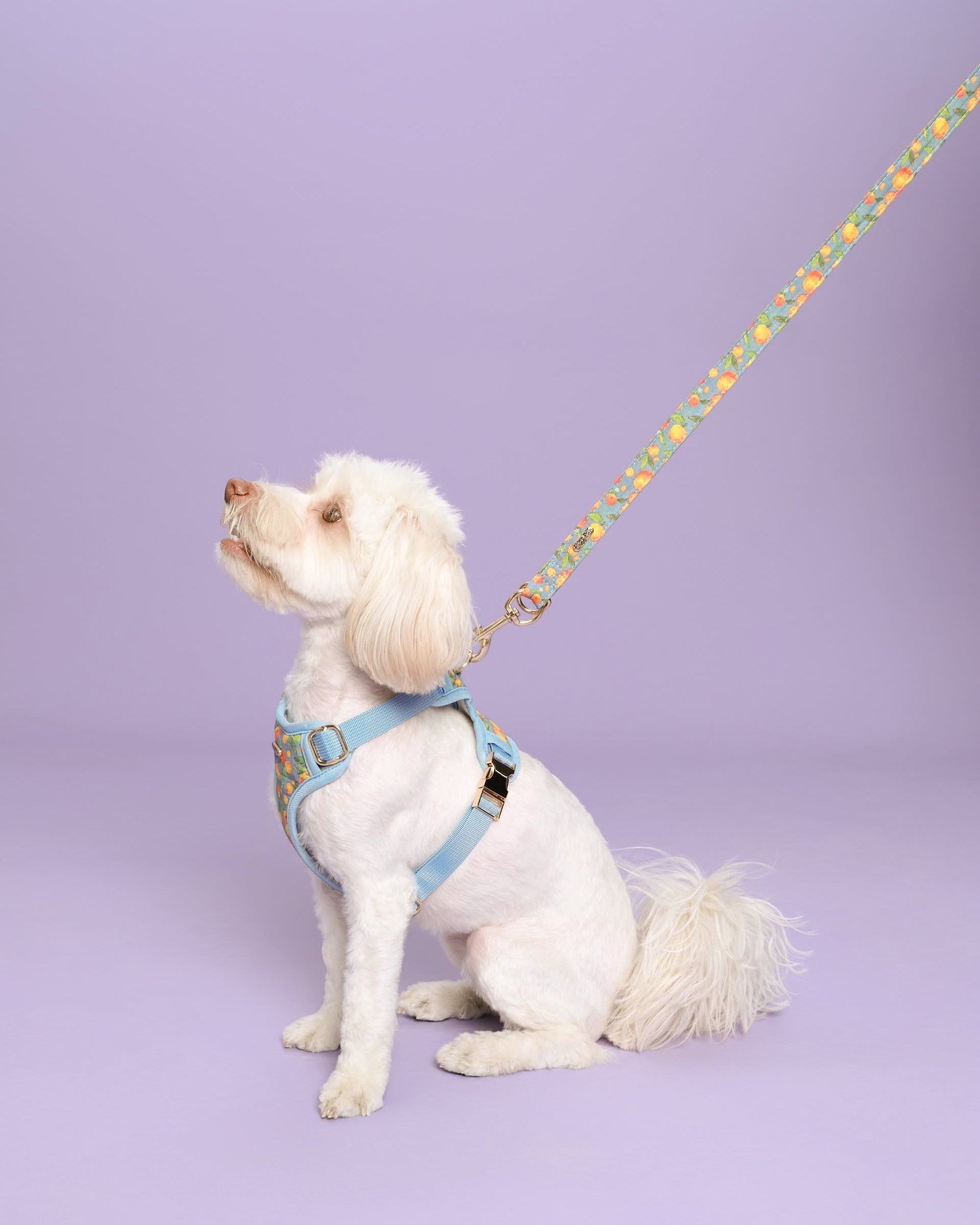 Citrus Breeze Dog Lead