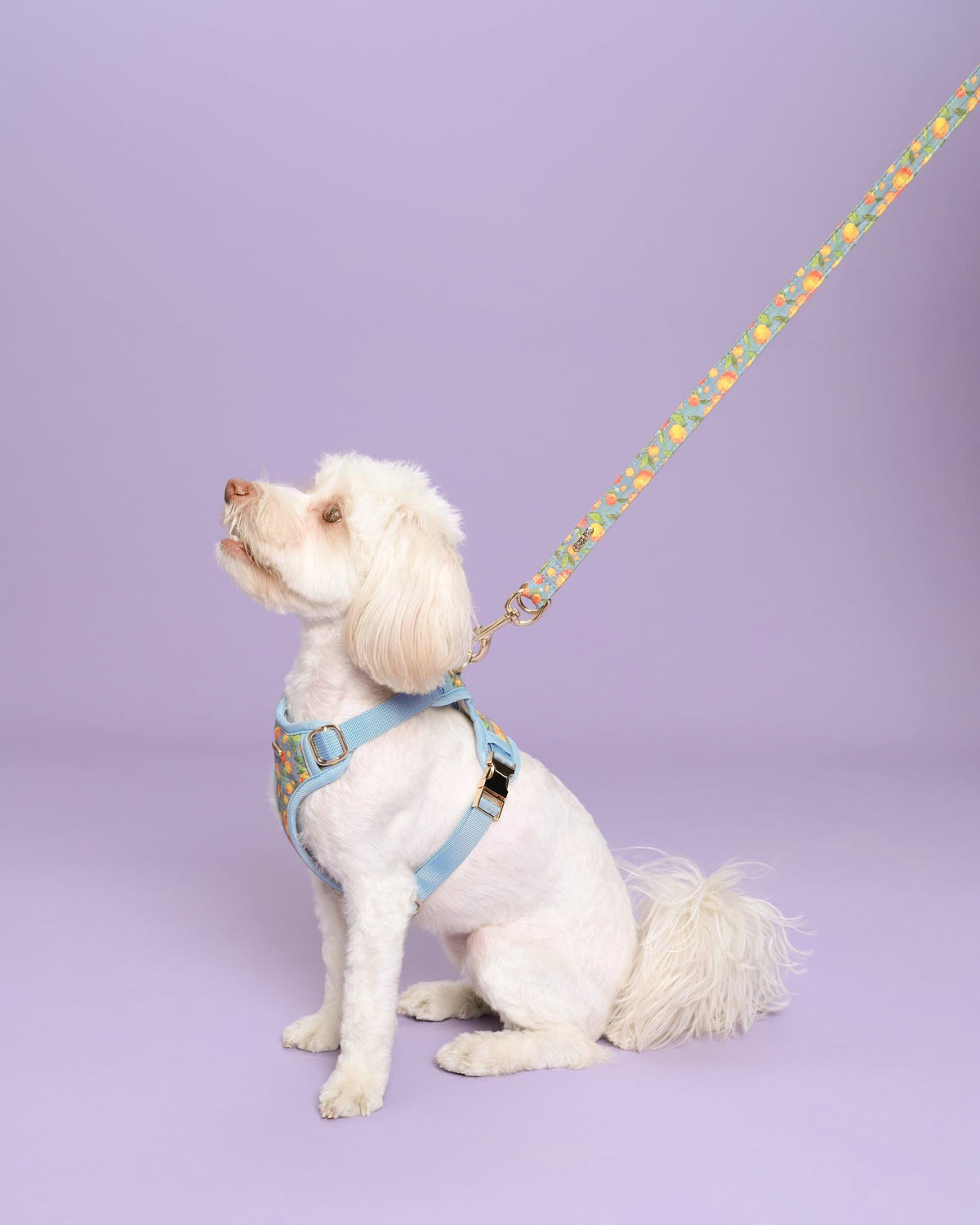 Citrus Breeze Dog Lead