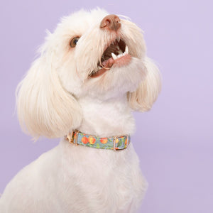 Citrus Breeze Dog Collar