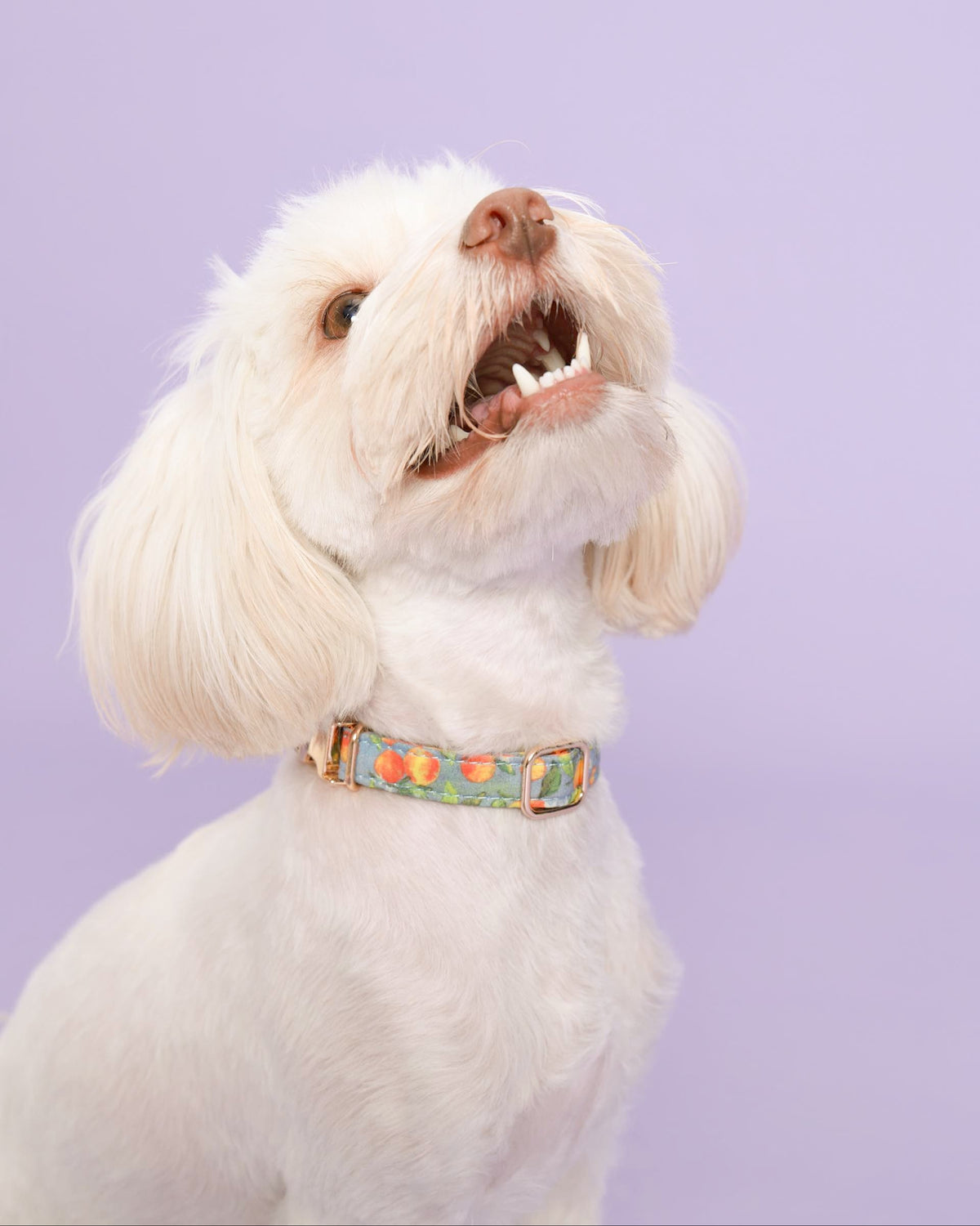 Citrus Breeze Dog Collar