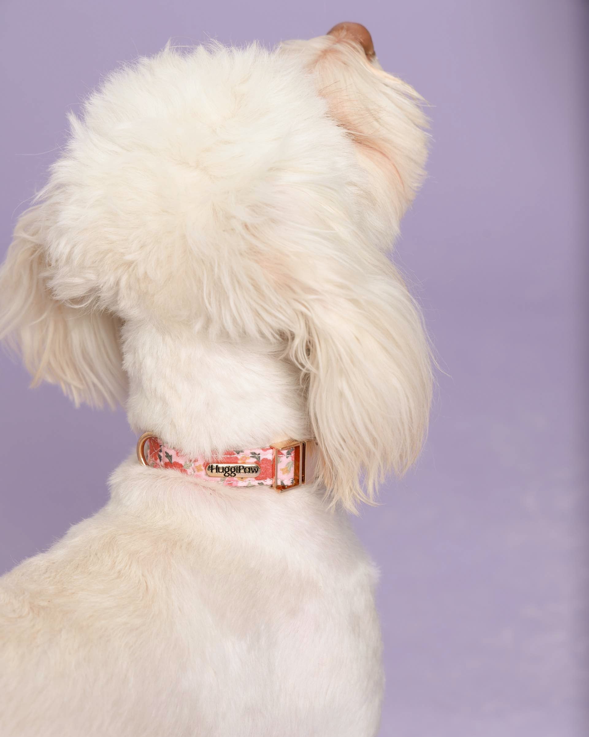 Rosy Bloom Dog Collar