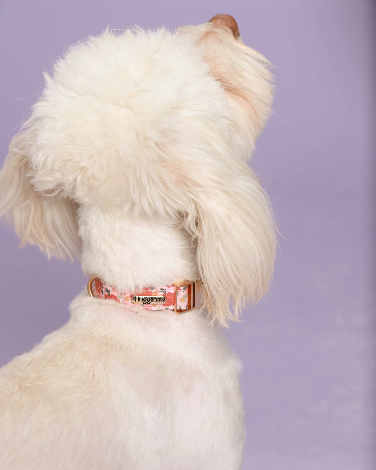 Rosy Bloom Dog Collar