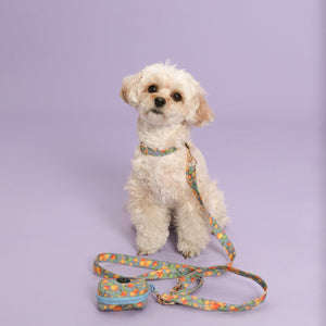 Citrus Breeze Collar Set