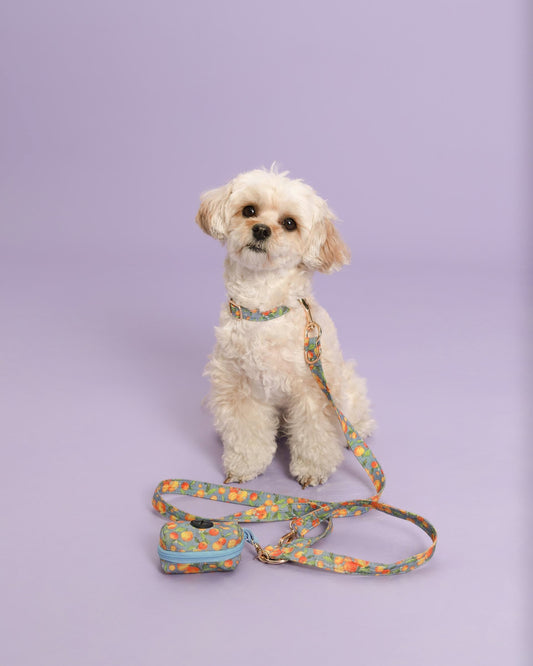 Citrus Breeze Collar Set