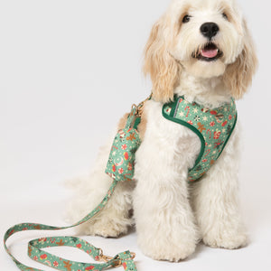 White dog wearing a green floral harness and leash on a white background