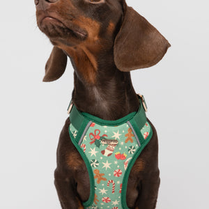 Dog wearing a green festive harness on a white background