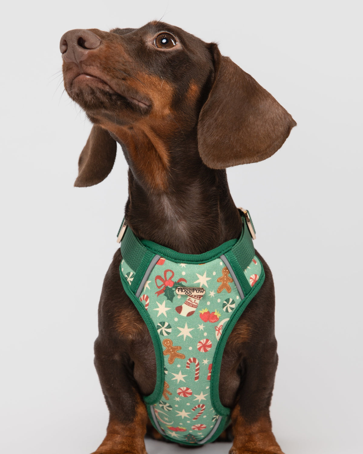 Dog wearing a green festive harness on a white background