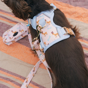 Dog wearing a patterned harness and leash on a striped blanket
