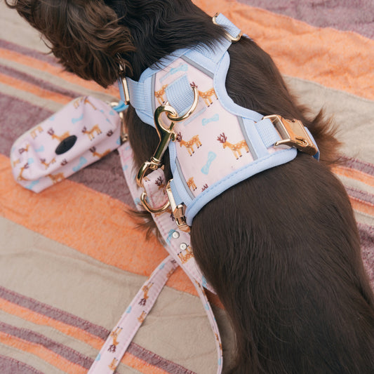 Dog wearing a patterned harness and leash on a striped blanket