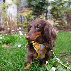 Sunny Bloom Dog Harness