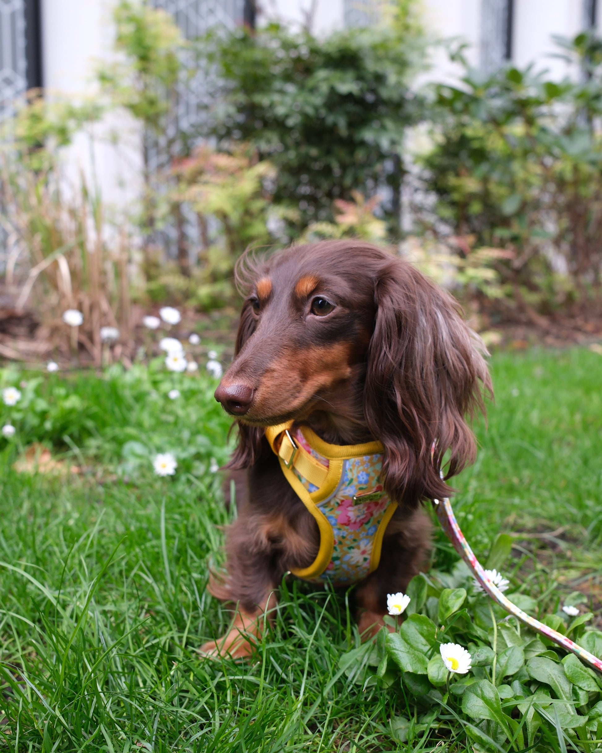 Sunny Bloom Dog Harness