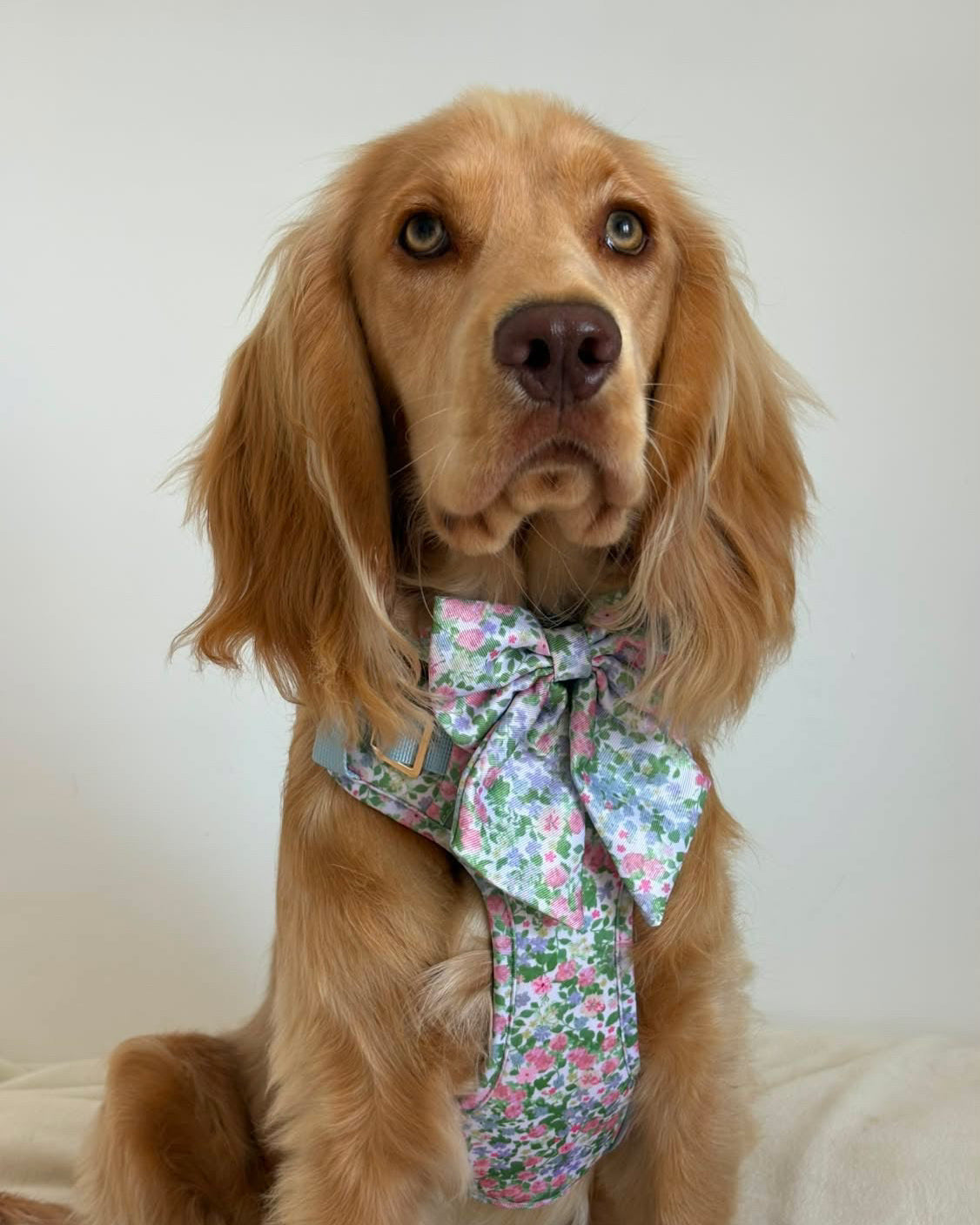 Petal Breeze Dog Sailor Bow Ties