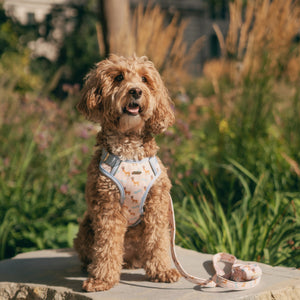 Dog sitting on a rock with a leash, surrounded by greenery