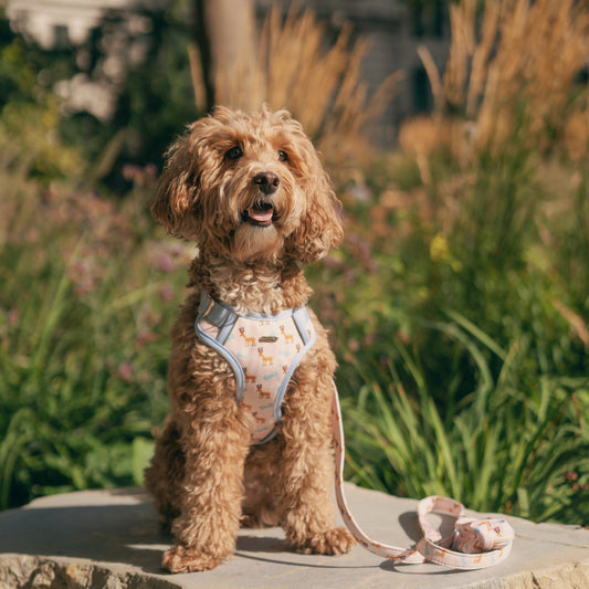 Dog sitting on a rock with a leash, surrounded by greenery