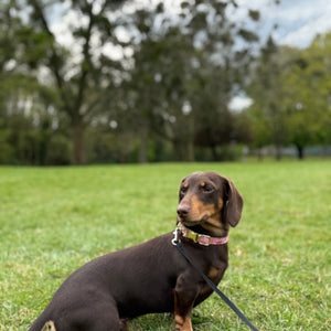Rosy Bloom Dog Collar