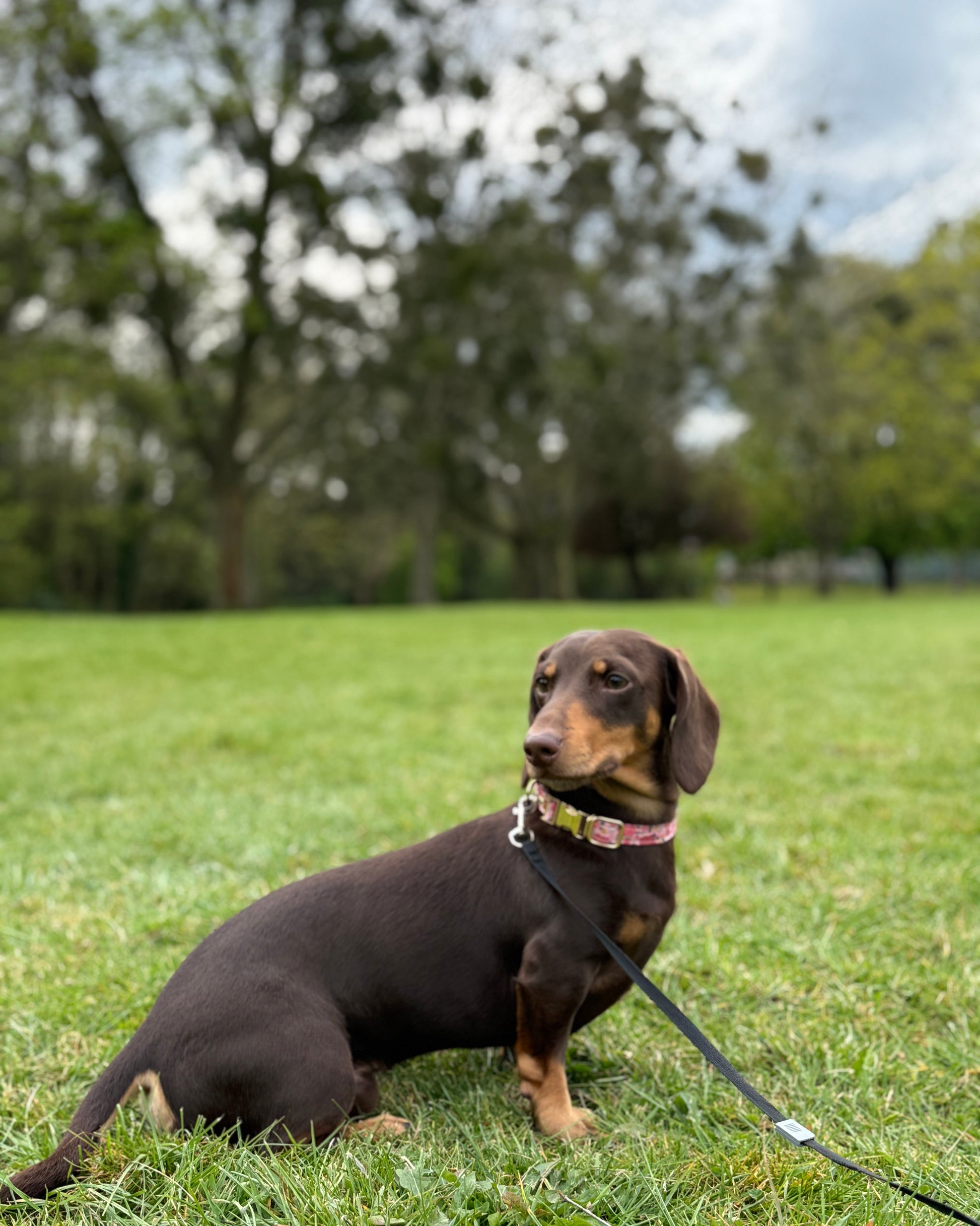 Rosy Bloom Dog Collar