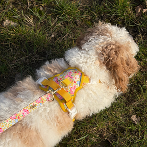 Sunny Bloom Dog Lead