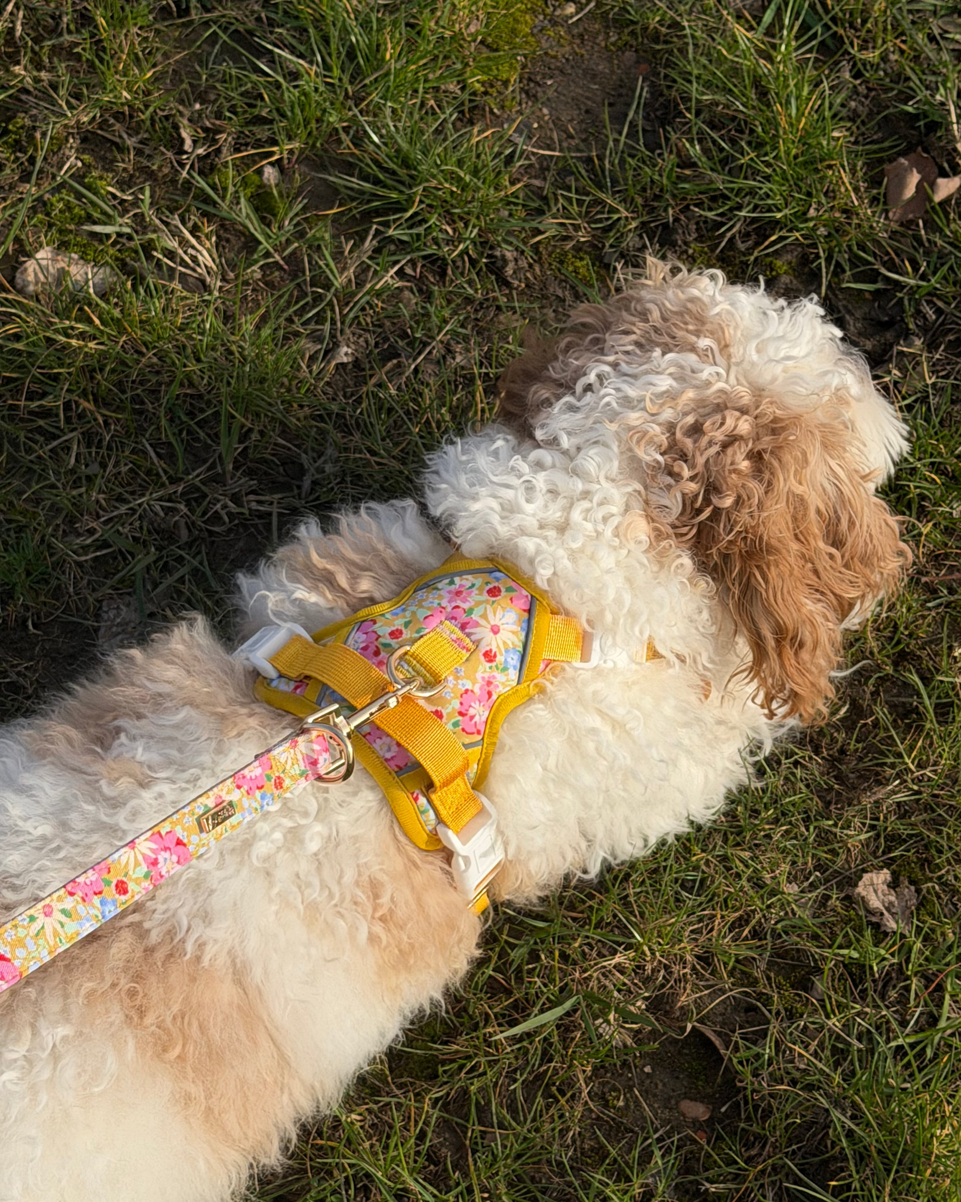Sunny Bloom Dog Lead
